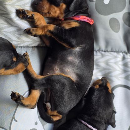 A réserver pinscher nain