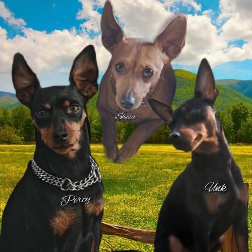 A réserver pinscher nain #2