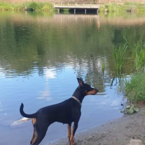 A réserver pinscher nain #2