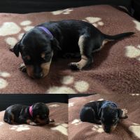 A réserver pinscher nain