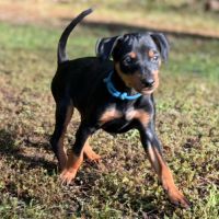Pinscher nain