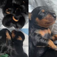 A réserver pinscher nain #0