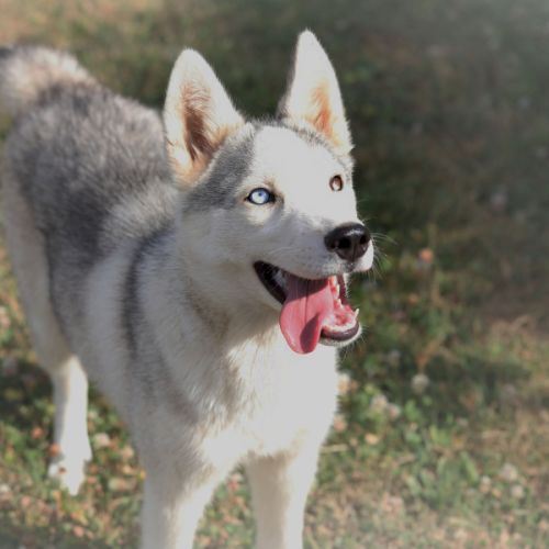 Jeune husky à vendre #0