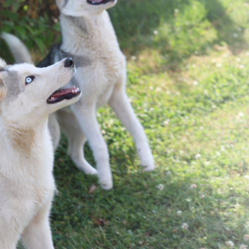 Jeune husky à vendre #5