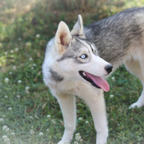 Jeune husky à vendre #6