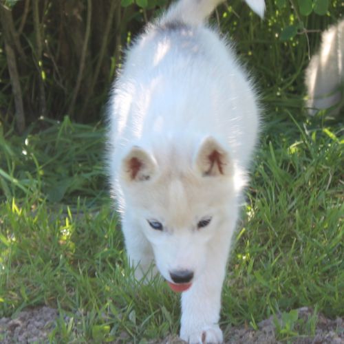 Chios husky lof à réserver #1