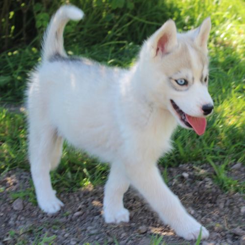 Chios husky lof à réserver #2