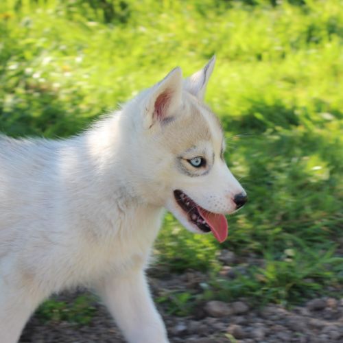 Chios husky lof à vendre #1