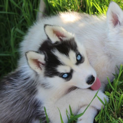 Chios husky lof à vendre
