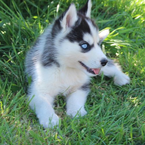 Chios husky lof à réserver #4