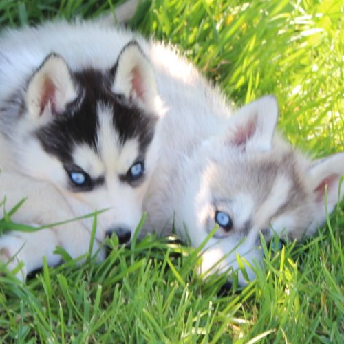 Chios husky lof à vendre #3