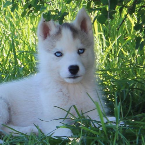 Chios husky lof à réserver #8