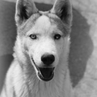 Jeune husky à vendre #1