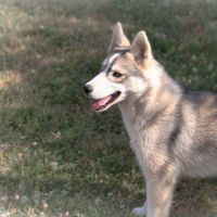 Jeune husky à vendre #3