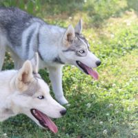 Jeune husky à vendre #4