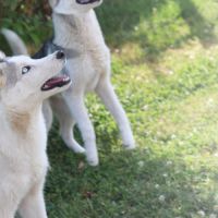 Jeune husky à vendre #5