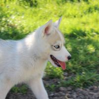 Chios husky lof à vendre #1