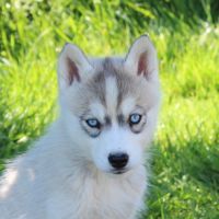 Chios husky lof à réserver