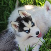 Chios husky lof à vendre