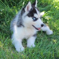 Chios husky lof à réserver #4