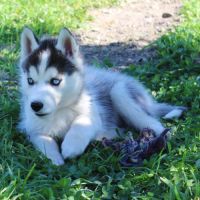Chios husky lof à vendre #4