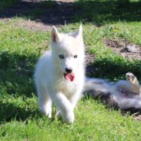 Chios husky lof à réserver #6