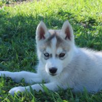 Chios husky lof à réserver #7