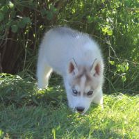 Chios husky lof à vendre #5