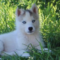 Chios husky lof à réserver #8