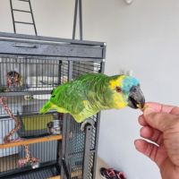 Perroquet amazon #0