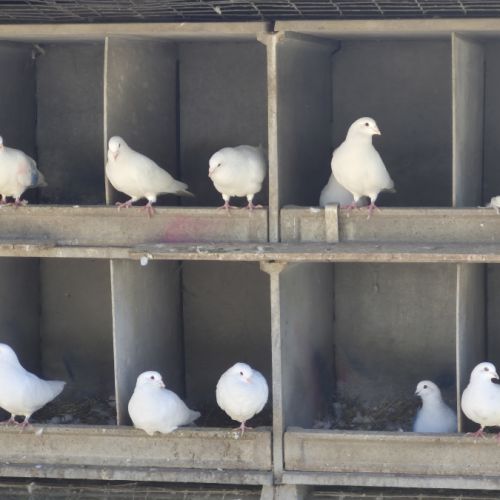 Vends pigeons de chair #2