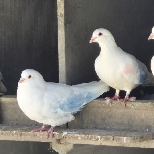 Vends pigeons de chair