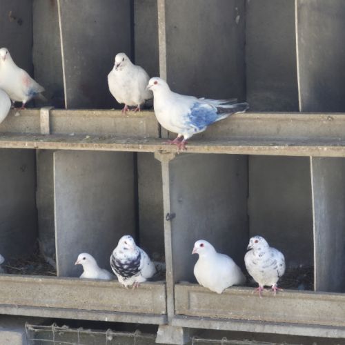 Vends pigeons de chair #6