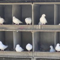 Vends pigeons de chair #2