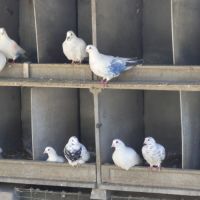 Vends pigeons de chair #3