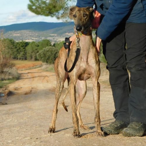 Thiago jeune galgo magnifique et affectueux #3
