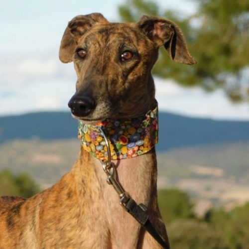 Thiago jeune galgo magnifique et affectueux #4