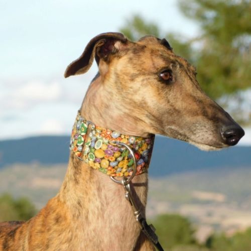 Thiago jeune galgo magnifique et affectueux #5