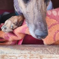 Thiago jeune galgo magnifique et affectueux #1