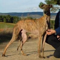 Thiago jeune galgo magnifique et affectueux #0