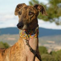 Thiago jeune galgo magnifique et affectueux #4