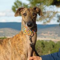 Thiago jeune galgo magnifique et affectueux #6