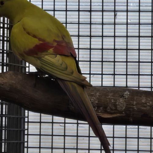 Melanure pastel jaune #2