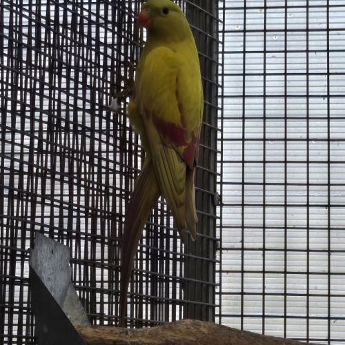 Melanure pastel jaune #3