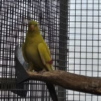 Melanure pastel jaune #0