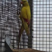 Melanure pastel jaune #3