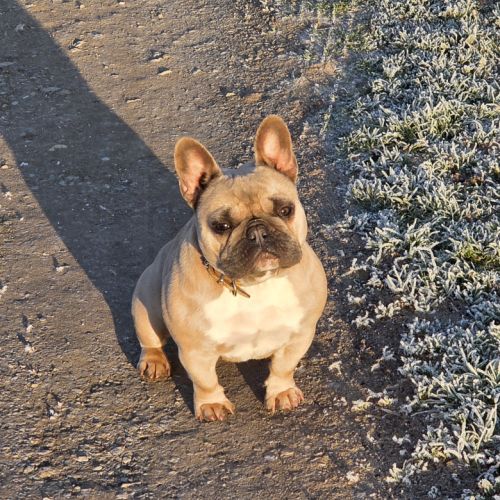 Chiots bouledogue français #1