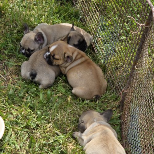Chiots bouledogue français #5