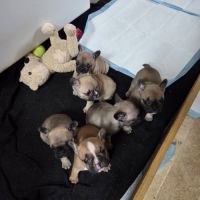 Chiots bouledogue français #2