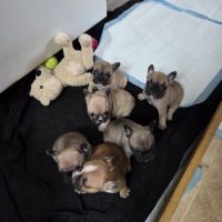 Chiots bouledogue français #3